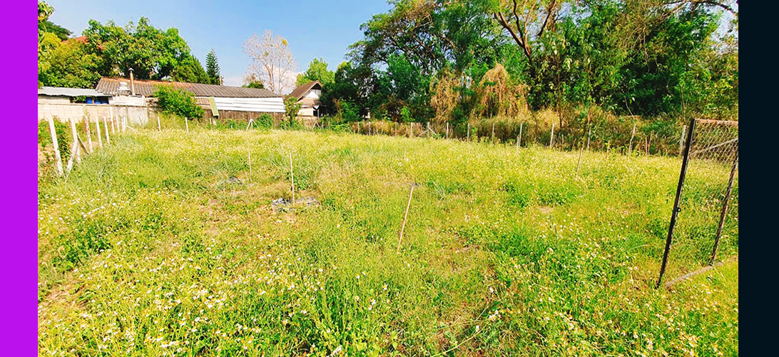 ประกาศ ขาย เหมาะสำหรับสร้างบ้านสร้างบ้านเช่า ที่ดินเชียงใหม่ยินดีรับนายหน้าป่าแดด อพาร์ตเมนต์หรือทำโฮมออฟฟิศ อยู่ในโซนที่มีความต้องการที่อยู่อาศัยสูง ติดซอยเข้าถึงง่าย